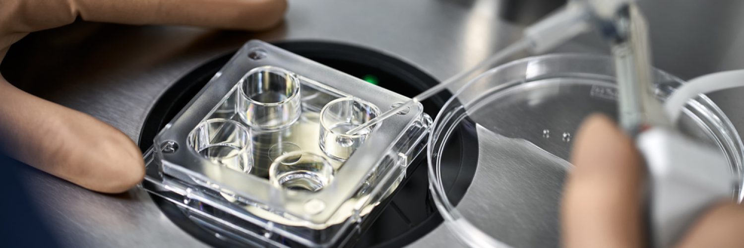 Worker in brown latex gloves does control check of the in vitro fertilization process inside Petri Dishes with a help of the microscope in the IVF lab. Closeup. Horizontal.